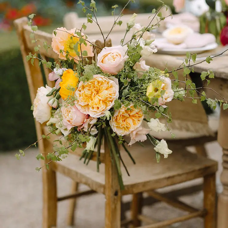 David Austin Beatrice (12stuks)