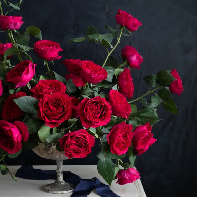 David Austin Darcey  (12stuks)