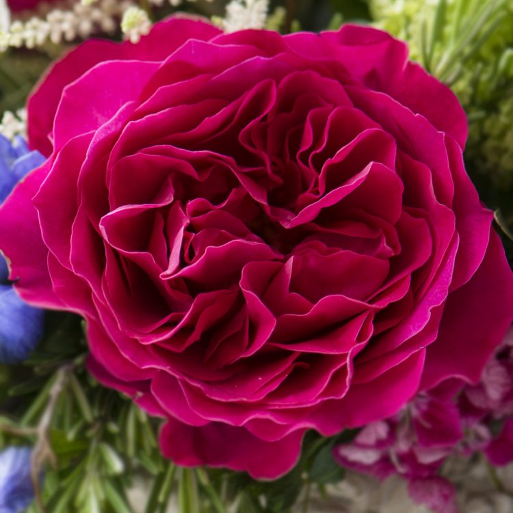 David Austin Kate  (12stuks)