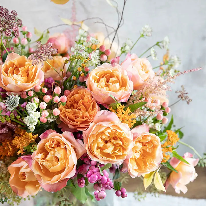 David Austin Edith (12stuks)