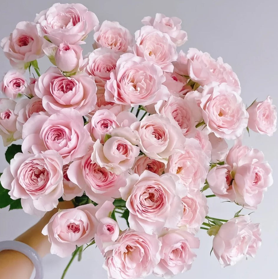 Rose du Japon Princesse Baiser de Fée