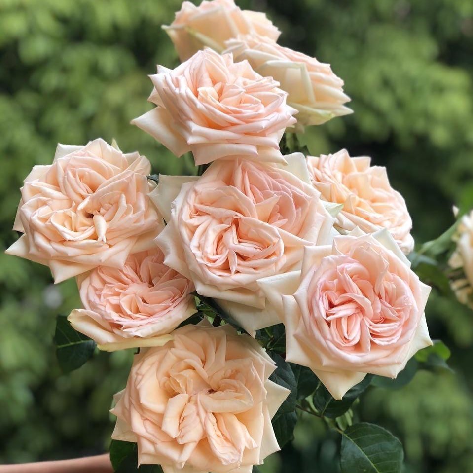 Japanse roos Princess Maya (Nachtelijke regen) - Belle Epoque