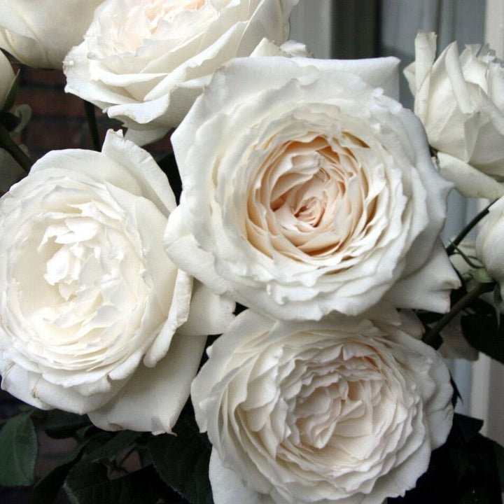 Japanse roos Princess Miyuki (Eerste sneeuw) - Belle Epoque