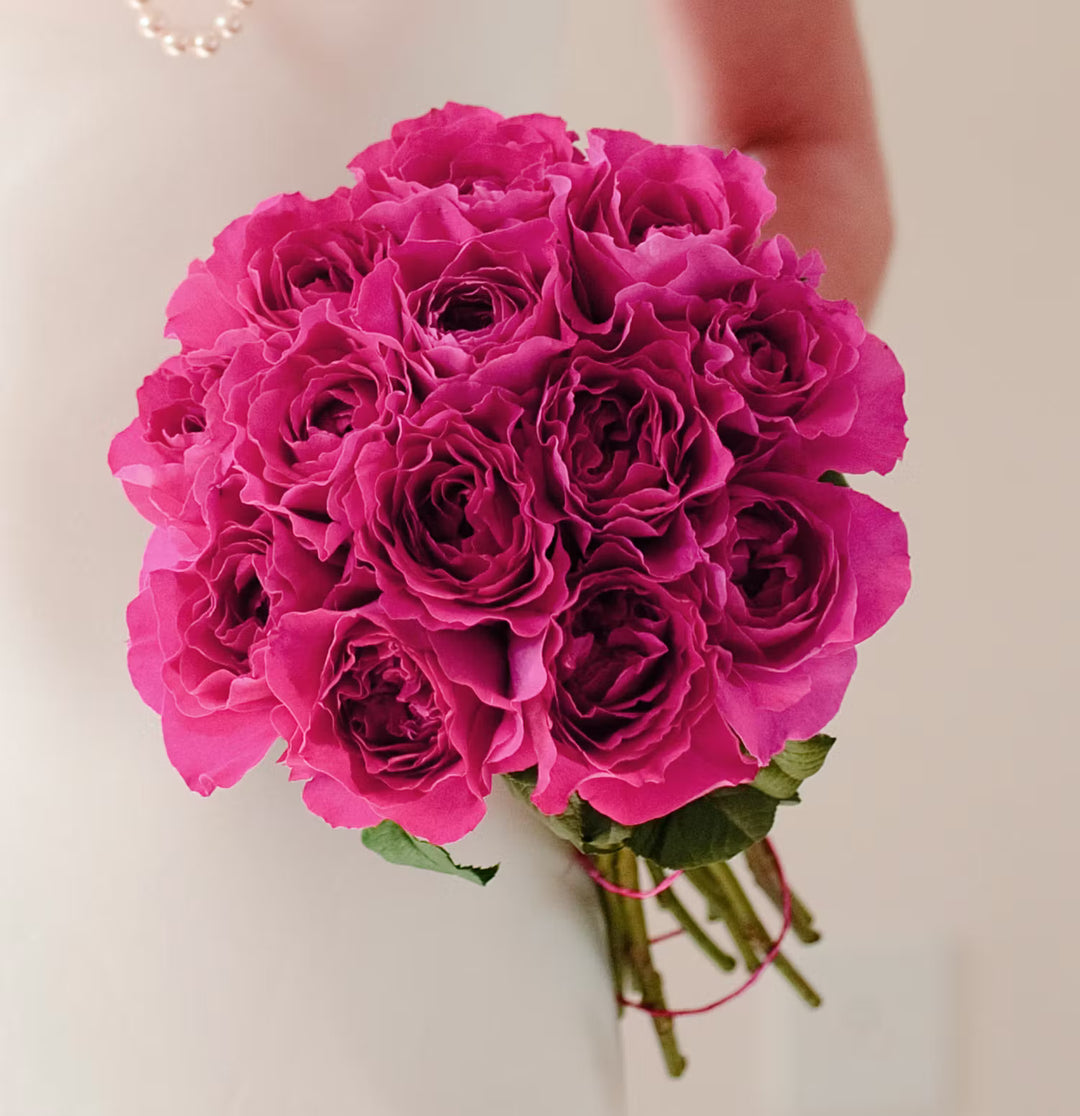 David Austin Kate  (12stuks)