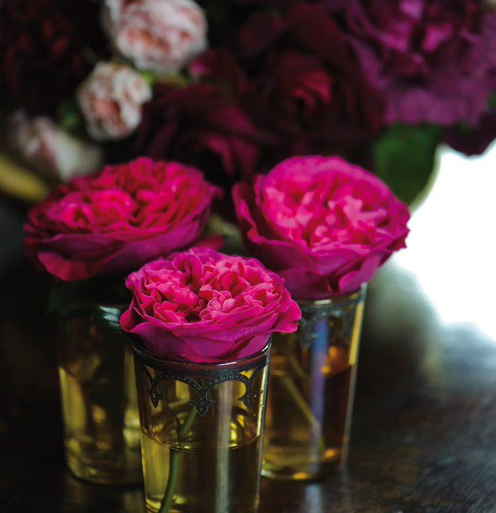 David Austin Kate  (12stuks)