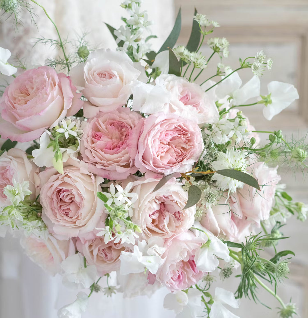 David Austin Keira (12stuks)