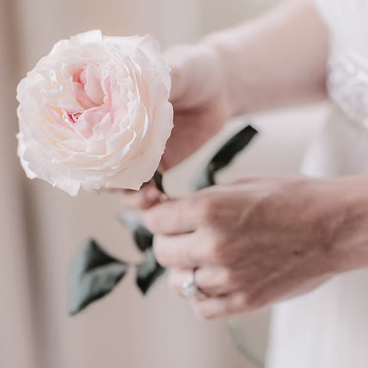 David Austin Keira (12stuks)