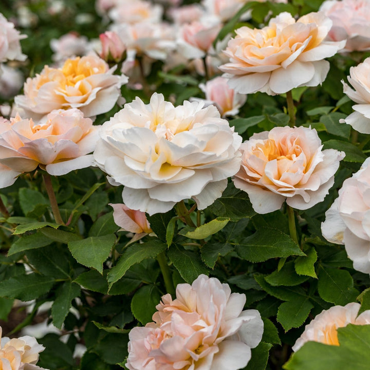 Die Gärtnerin (Ausbrass)