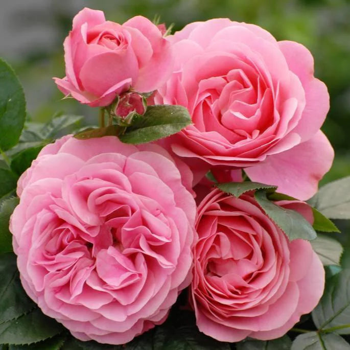 Leonardo da Vinci (XL Klimroos)