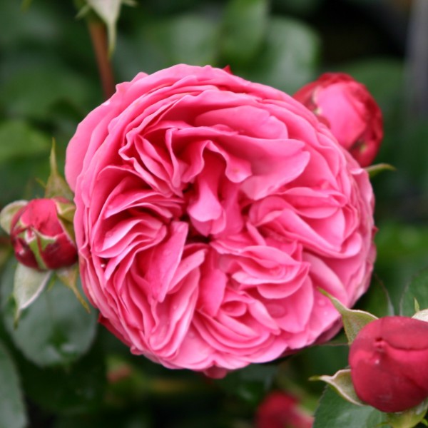 Leonardo da Vinci (XL Klimroos)