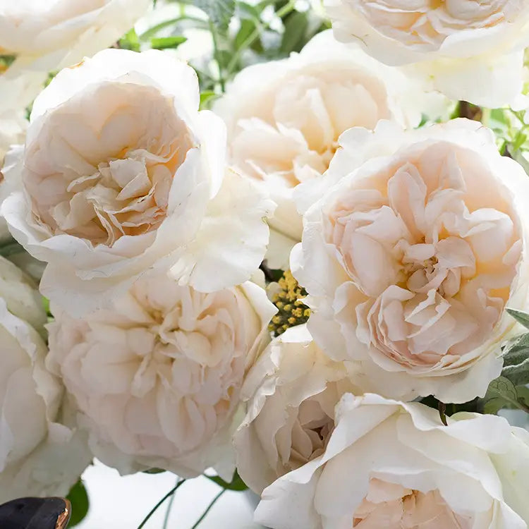 David Austin Purity  (12stuks)