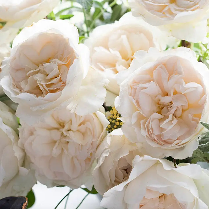 David Austin Purity  (12stuks)