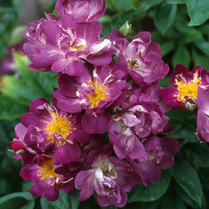 Trossen violet-paarse bloemen met goudgele meeldraden, op een krachtige rambler.