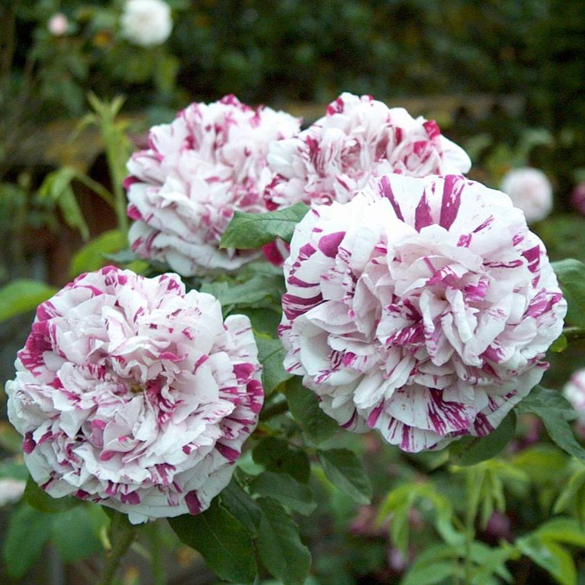 Roomwitte gevulde bloemen met lichtpaarse strepen en vlekken, in kleine trossen.