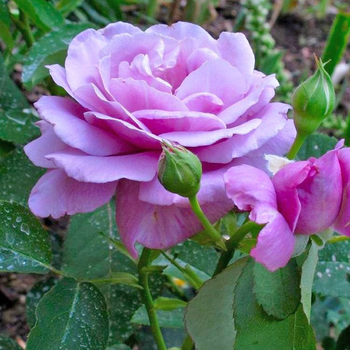 Indigoletta (XL Kletterrose)