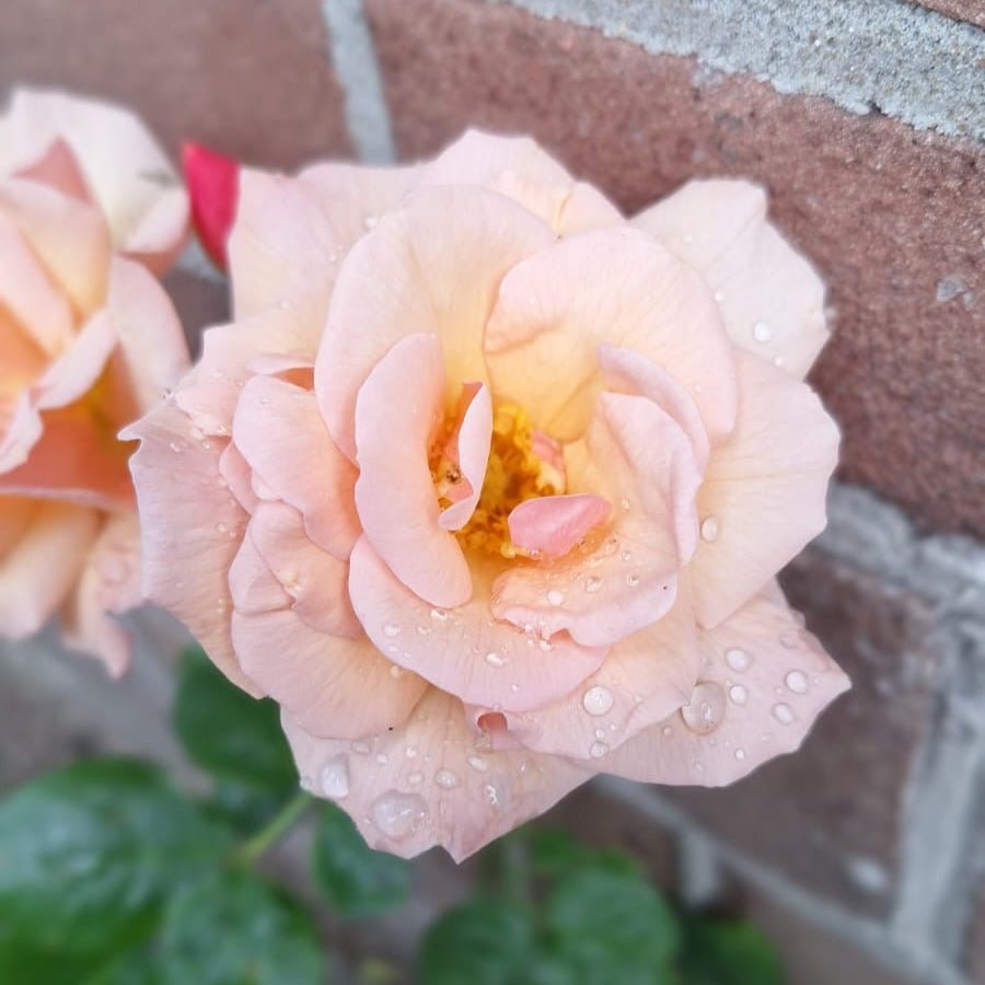 Scented Whisper - Belle Epoque