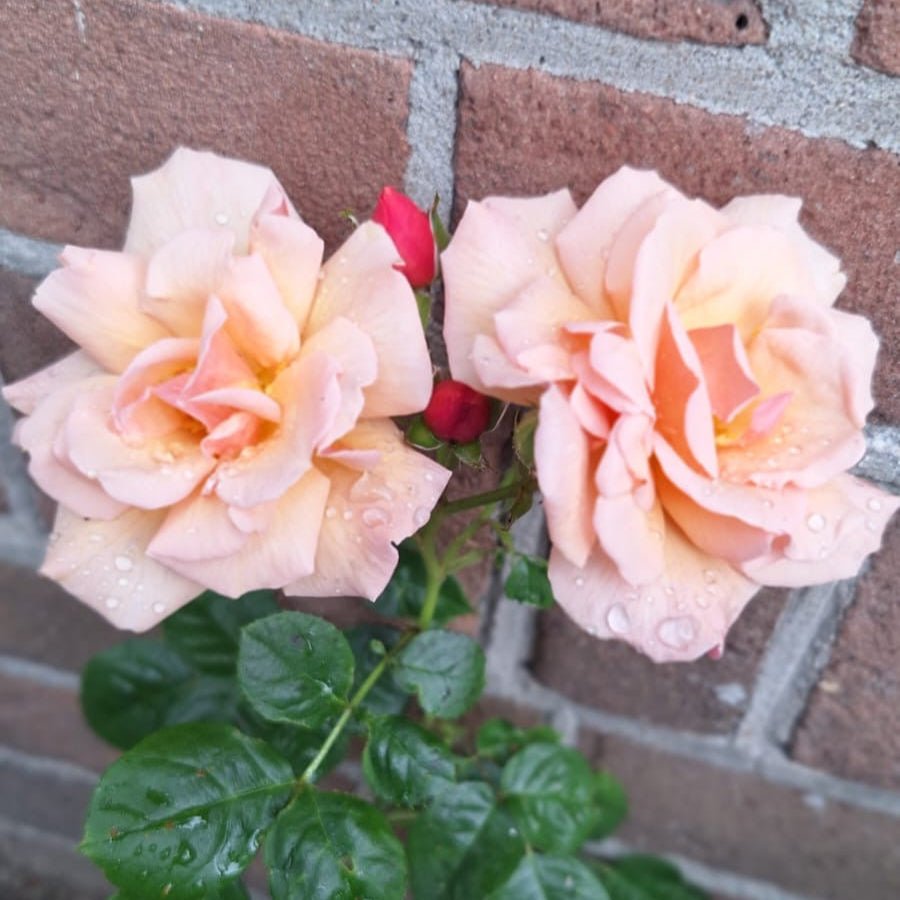 Scented Whisper - Belle Epoque