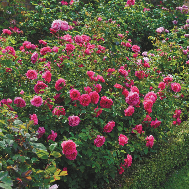 Sir John Betjeman (Ausvivid)