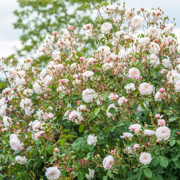 Der Albrighton Rambler (Ausmobile)